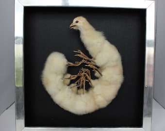 centipede chicken taxidermy curiosity by Casper's Creatures.