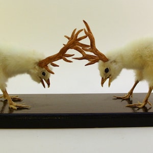 Può includere: Due pulcini bianchi con corna sulla testa si fronteggiano, apparentemente in una situazione di stallo. Sono montati su una base nera.