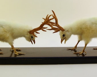 Made to order. Taxidermy deer chickens, batteling buks display  Casper's Creatures