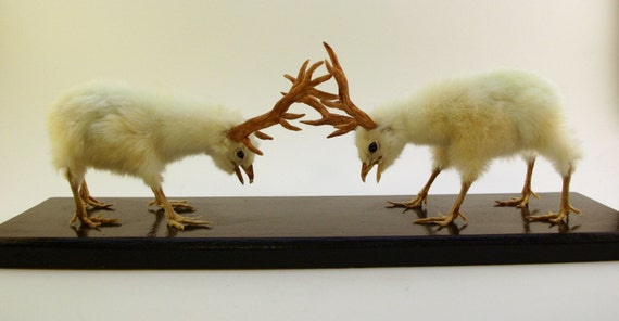 オーダーメイド。剥製の鹿、鶏、闘牛など、キャスパーの生き物たちが 