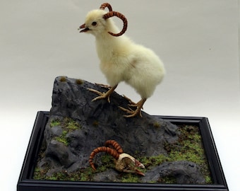 made to order. Diorama, four legged ram chicken taxidermy with skull  curiosity by Casper's Creatures made to order