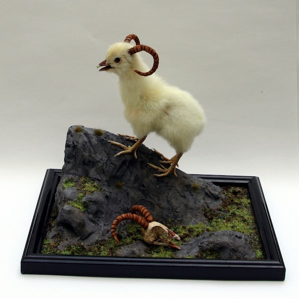 made to order. Diorama, four legged ram chicken taxidermy with skull  curiosity by Casper's Creatures made to order