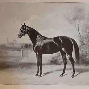1904 &quot;Stallion Register of Horses at the Stud in England and Ireland&quot; William Hall Walker&#39;s detailed inventory of British horseracing