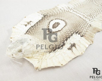 PELGIO Genuine Sea Snake Skin Leather Hide Pelt 5/" x 90 cm Beige Free Shipping