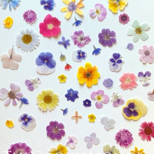 Edible Printed Precut 2D Wafer “Pressed” Flower Cutouts