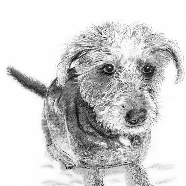 Snow dog, pencil drawing, detailed, graphite, bedlington, whippet, greyhound, quirky, original art, contemporary, loose style, wildlife art,