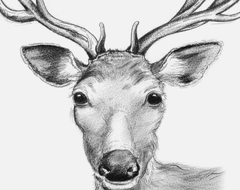 Deer hind,  pencil study, wildlife art, original art, wall art, home decor, lounge art, detailed drawing,