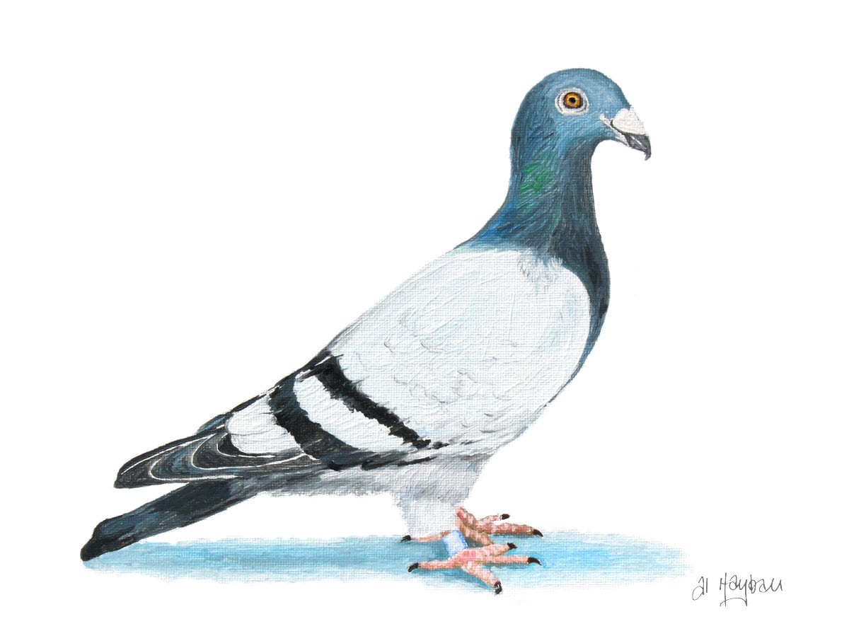 Dominant Racing Pigeon Print Homing Pigeon Limited Edition Etsy Canada