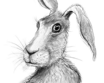 ORIGINAL pencil drawing of a HARE, graphite, quirky, original art, contemporary, loose style, hare art, wildlife art,