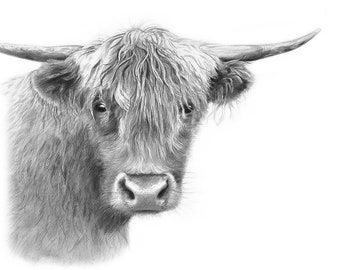 ORIGINAL ART, highland cow art, cow art, wall art,  farm animal art, cow detailed drawing, west highland cattle art, by alan hayball