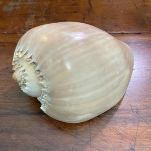 May include: A large, smooth, pale beige seashell with a glossy finish. The shell features a rounded, bulbous body and a distinct, spiraled apex with a series of small, pointed, tooth-like ridges along the edge of the opening, showcasing natural textures.