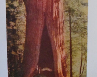 Redwood Highway, 10 Natural Color Kodachrome Miniature Album Prints, California, 40s, 50s, Color Cards