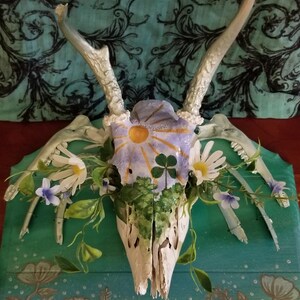 Spring deer skull