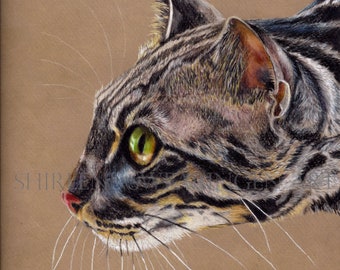 Custom Pet Portraits, Cat Art, Dog Art, Animal Art, Feline Art, Pet painting, pet portrait, hand painted, colored pencil.