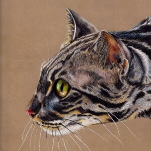 Bengal-Katze Druck. Giclee Katze Druck. Fine Art print. Katzenporträt. Animal-print.