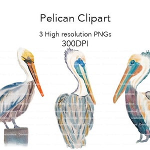 Pelikan Clipart, Aquarell Pelikan, Pelikan png, digitaler Download, Louisana Pelikan, brauner Pelikan Clipart