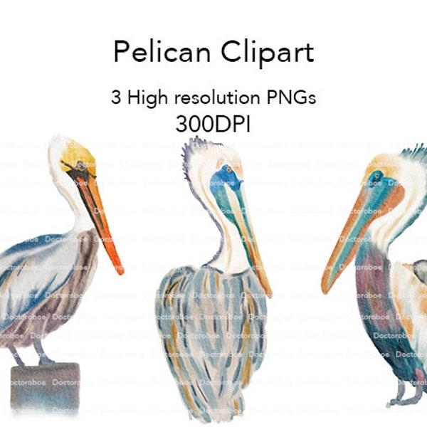 Pelican Clipart, Watercolor pelican, pelican png, digital download, louisana pelican, brown pelican clipart
