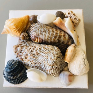 May include: A collection of various seashells, including conch and scallop shells, arranged on a white square. The shells display a range of colors from cream and tan to dark brown and black. Some shells have a textured surface.