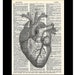 see more listings in the Anatomy & Medical Career section