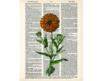 Marigold Art Vintage Botanical Print - Fall Flowers - Eco Friendly -  Dictionary Page Art