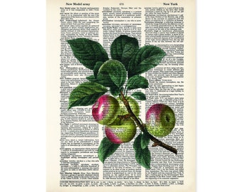 Apple Art Vintage Botanical Apples Print - Eco Friendly -  Dictionary Page Art