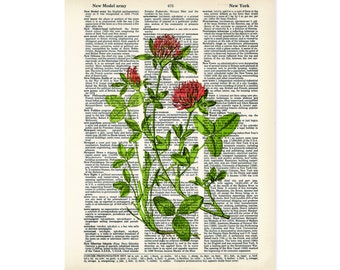 Clover Art Vintage Botanical Clover Print - Eco Friendly -  Dictionary Page Art