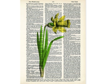 Daffodil Art Vintage Botanical Daffodil Print - Spring Flowers - Eco Friendly -  Dictionary Page Art