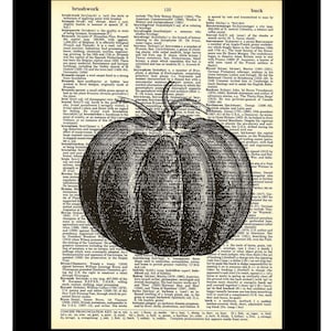 May include: A black and white vintage illustration of a tomato from an old dictionary or encyclopedia. The image is in the public domain and is free to use.