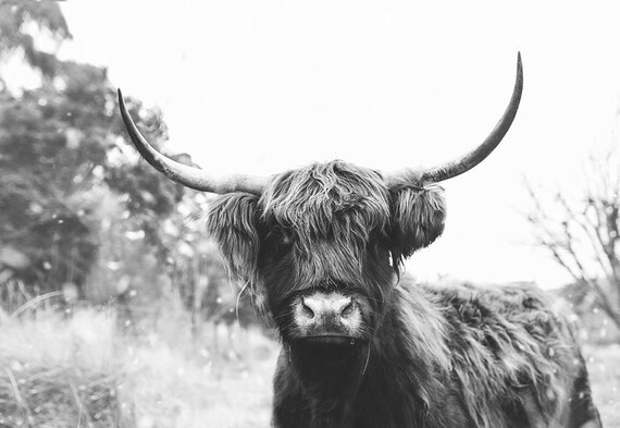 Edna The Highland Cow Print Scottish Cow Black And White Etsy