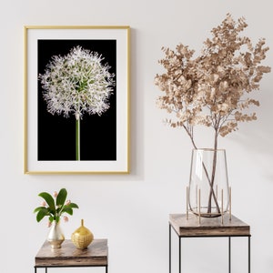 Impression de photographie de fleur d'allium blanc : nature morte botanique (téléchargement numérique)