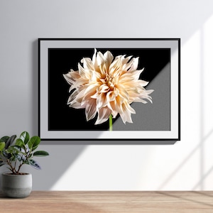 May include: A framed photograph of a single peach-colored dahlia flower against a black background.