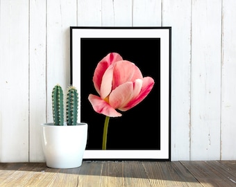 Pink Tulip Photography Print: Botanical Still Life (Digital Download)