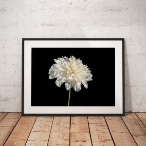 White Dahlia | Fine Art Photography | Digital Download | Photography Print | Botanical Still Life | Minimalist Wall Art | Floral Wall Art