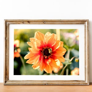 Orange Dahlie und Biene | Fotografie | Digitaler Download | Fotografie Druck | Botanische Stilleben | Blumen Wand Kunst |
