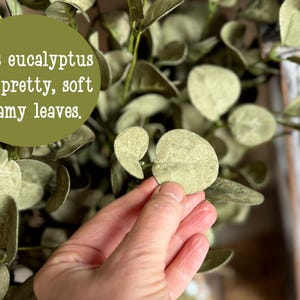 This shows a close up image of me holding a green eucalyptus leaf.
