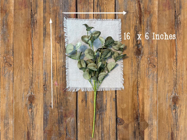 This shows on eucalyptus spray laying flat on a wood board. The green eucalyptus spray is 16 inches tall and6 inches wide.