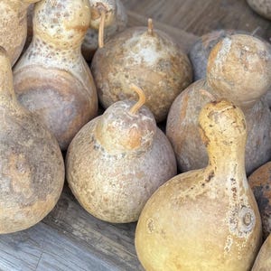 Pu&ograve; includere: Una collezione di zucche essiccate color marrone chiaro con forme e consistenze varie. Ogni zucca presenta una base liscia e arrotondata e un collo pi&ugrave; stretto, con alcune che mostrano piccoli steli ricurvi sulla parte superiore. Le superfici mostrano segni naturali.