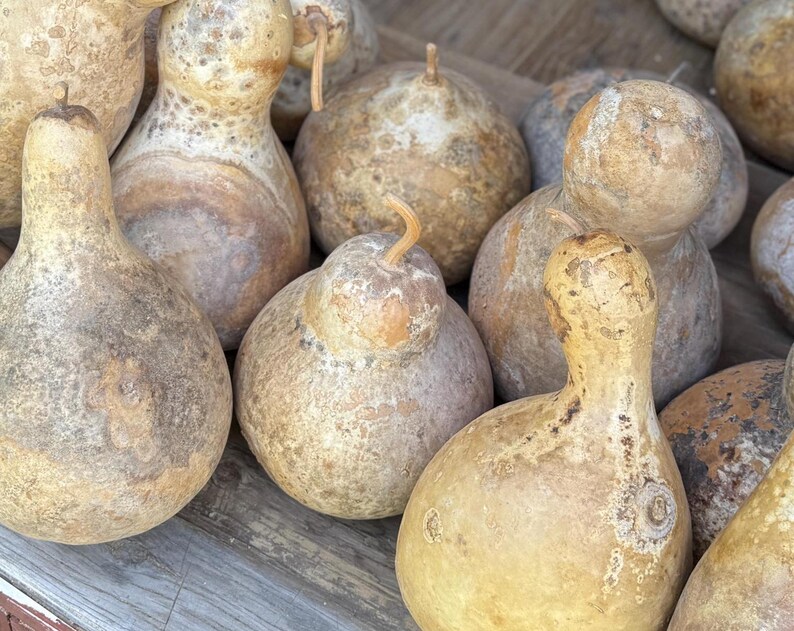 Pu&ograve; includere: Una collezione di zucche essiccate color marrone chiaro con forme e consistenze varie. Ogni zucca presenta una base liscia e arrotondata e un collo pi&ugrave; stretto, con alcune che mostrano piccoli steli ricurvi sulla parte superiore. Le superfici mostrano segni naturali.