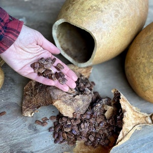 Carved pumpkin gourd for fall decorating