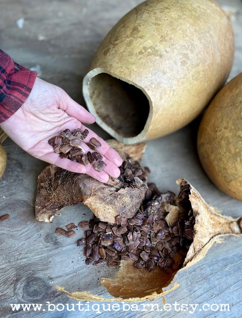 Carved pumpkin gourd for fall decorating