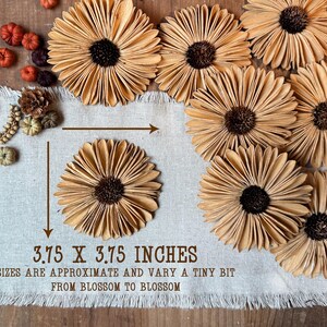 This shows the neutral color Gerba daisies laid out on a wood surface. Arrows show that one blossom measures about 3.75 by 3.75 inches.
