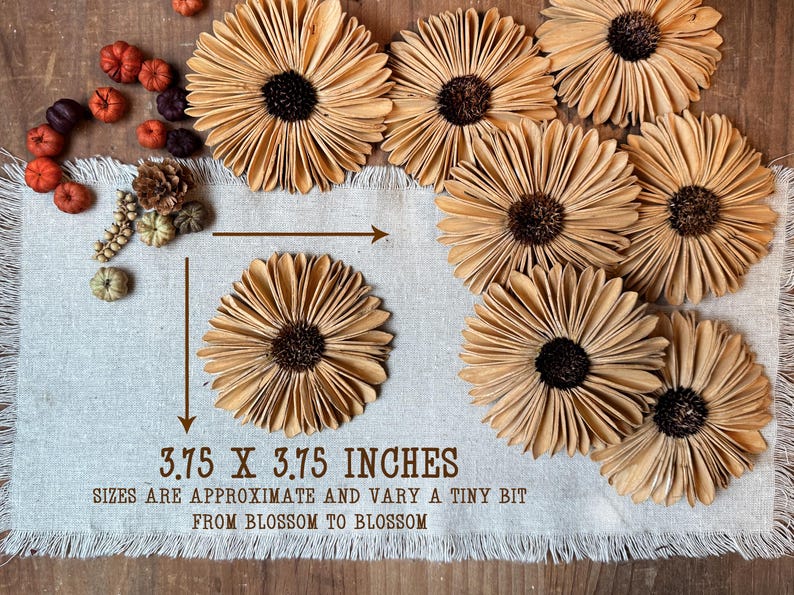 This shows the neutral color Gerba daisies laid out on a wood surface. Arrows show that one blossom measures about 3.75 by 3.75 inches.