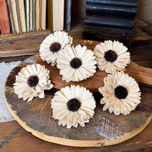 May include: Six cream-colored dried sunflower heads with brown centers arranged on a wooden surface.