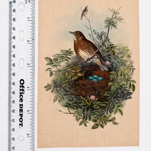May include: Vintage print of a bird perched on a nest with blue eggs, surrounded by green foliage. A second bird is perched on a branch above. The artwork is on a beige background, with a ruler on the left side.