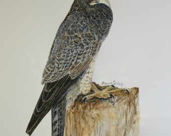 Peregrine Falcon