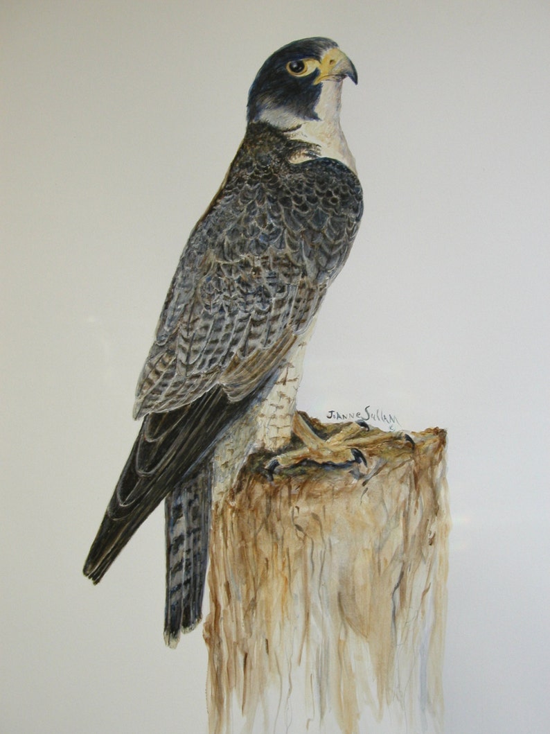 Peregrine Falcon image 1