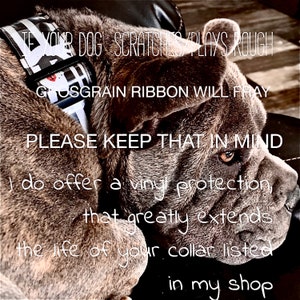 Puede incluir: Primer plano de un perro gris con un collar blanco y negro con el texto "TE YOUR DOG SCRATCHES PLAYS ROUGH" y "GROSGRAIN RIBBON WILL FRAY". Tambi&eacute;n se puede ver el texto "PLEASE KEEP THAT IN MIND". El perro mira hacia la derecha.