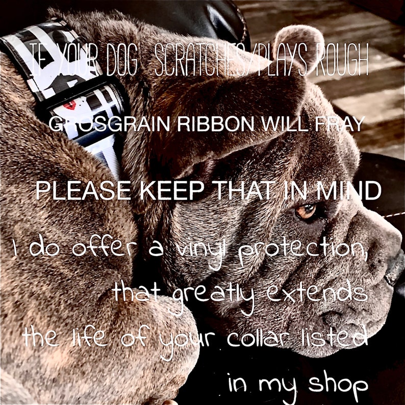 Puede incluir: Primer plano de un perro gris con un collar blanco y negro con el texto "TE YOUR DOG SCRATCHES PLAYS ROUGH" y "GROSGRAIN RIBBON WILL FRAY". Tambi&eacute;n se puede ver el texto "PLEASE KEEP THAT IN MIND". El perro mira hacia la derecha.