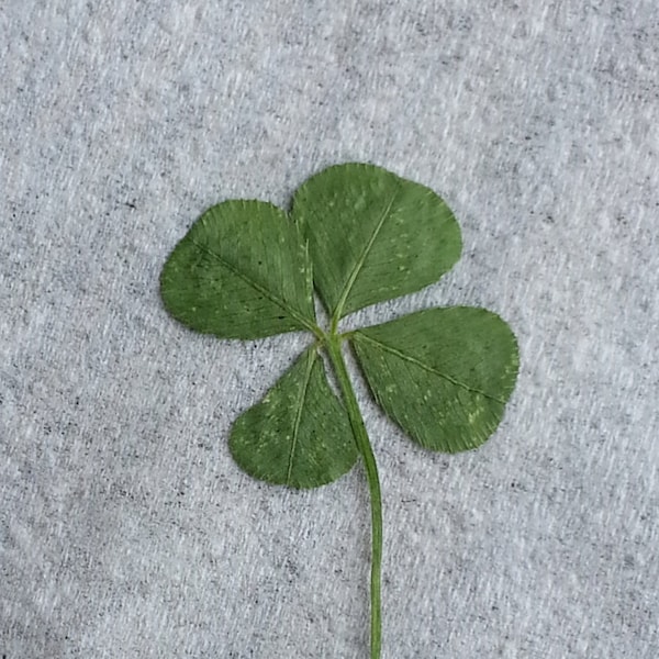 Real Picked Four Leaf Clover