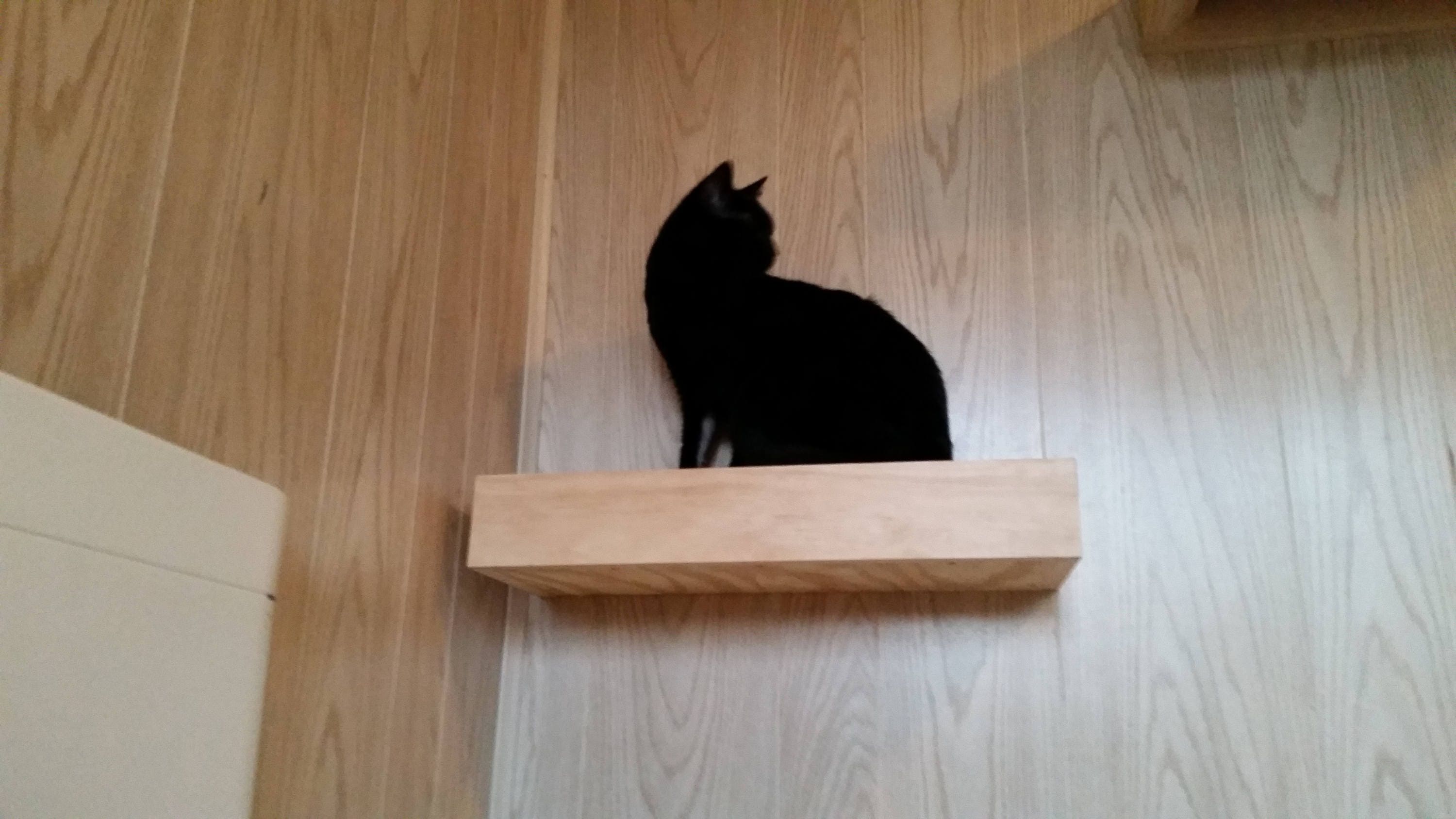 cat carpet toy
